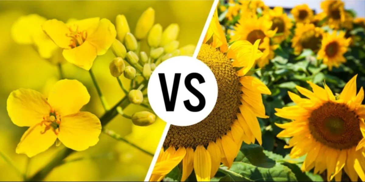 Canola vs sunflower oil comparison