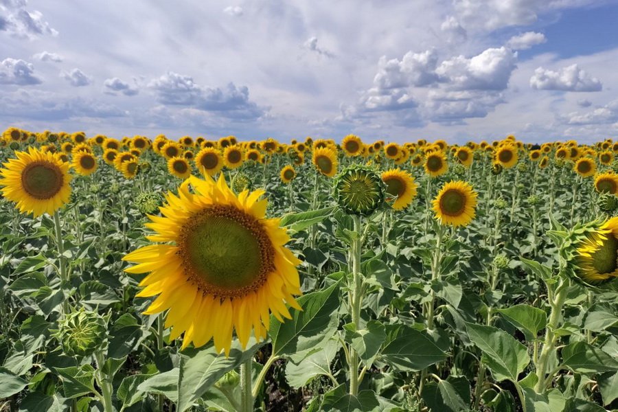 backgroundSunflower